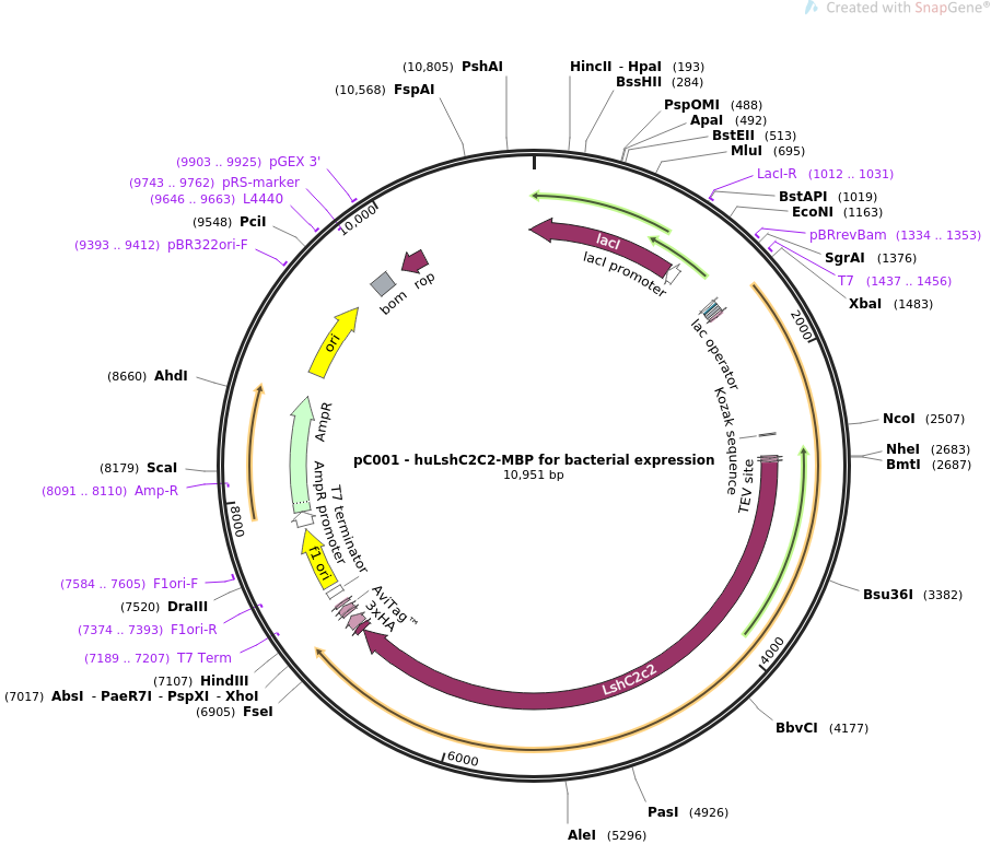 pC001 - huLshC2C2-MBP for bacterial expression质粒图谱